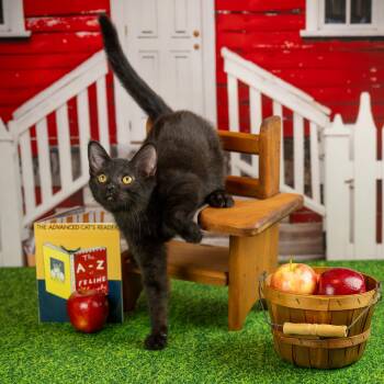 Joey -  Domestic Medium Hair Cat for Adoption in Lapeer, Michigan - Joey | PetCurious