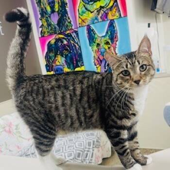 Rescue Domestic Medium Hair Cats for Adoption in Donalsonville, Georgia - Lane | PetCurious