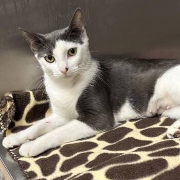 Domestic Short Hair Cats Available for Adoption in East Hampton, New York - Bindi The Jungle Girl | PetCurious