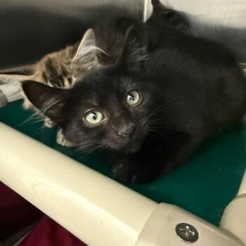 Berry -  Domestic Short Hair Cat for Adoption in Pittsburgh, Pennsylvania - Berry | PetCurious