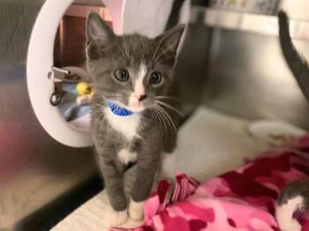 Domestic Short Hair Cats Available for Adoption in Fort Wayne, Indiana - KRAMER | PetCurious
