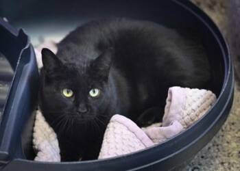 Rescue Domestic Short Hair Cats for Adoption in Baton Rouge, Louisiana - Duchess Delilah Gemstone IV | PetCurious