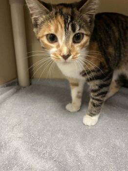 Navi -  Domestic Short Hair Cat for Adoption in Raleigh, North Carolina - Navi | PetCurious