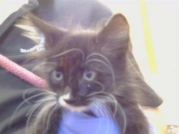 GALICIA -  Domestic Medium Hair Cat for Adoption in Sacramento, California - GALICIA | PetCurious