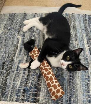 Rescue Domestic Short Hair Cats for Adoption in Tustin, California - Tippy | PetCurious