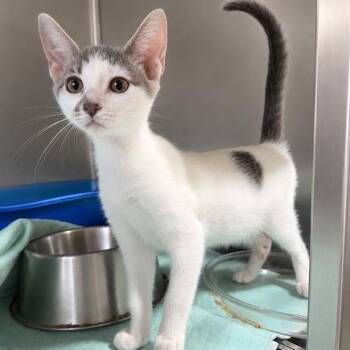 Gin Rummy -  Domestic Short Hair Cat for Adoption in Wappingers Falls, New York - Gin Rummy | PetCurious