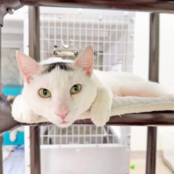 Tyler - big sweet loverboy -  Domestic Short Hair Cat Available for Adoption in Oshkosh, Wisconsin - Tyler - Big Sweet Loverboy | PetCurious