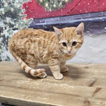 Domestic Short Hair Cats Available for Adoption in Normal, Illinois - Bronze | PetCurious