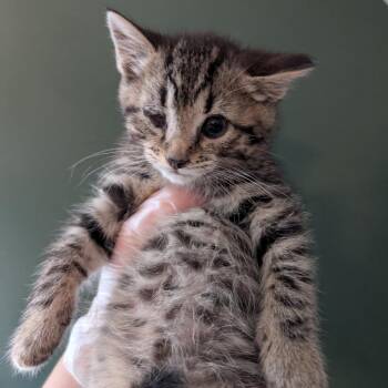 Talia -  Domestic Short Hair Cat for Adoption in Johnstown, Pennsylvania - Talia | PetCurious