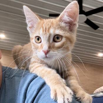 Kona -  Domestic Medium Hair Cat for Adoption in Mondovi, Wisconsin - Kona | PetCurious