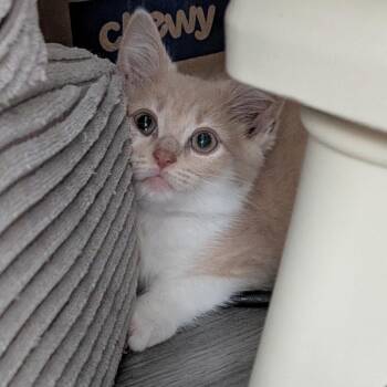 Domestic Short Hair Cats Available for Adoption in Fredericksburg, Virginia - Lord Of Highgarden | PetCurious