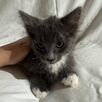 Domestic Medium Hair Cats Available for Adoption in Sunnyvale, California - Jasper | PetCurious