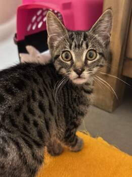 Freesia (bonded with Gladiator) -  Domestic Short Hair Cat for Adoption in San Francisco, California - Freesia (bonded With Gladiator) | PetCurious