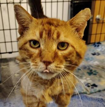 Aslan -  Domestic Short Hair Cat for Adoption in Indiana, Pennsylvania - Aslan | PetCurious