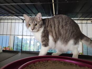 Gretta 5604 -  Domestic Short Hair and Tabby Cat for Adoption in Locust Grove, Virginia - Gretta 5604 | PetCurious