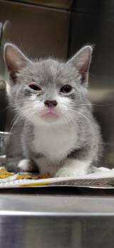 Melany -  Domestic Short Hair Cat for Adoption in Henderson, North Carolina - Melany | PetCurious