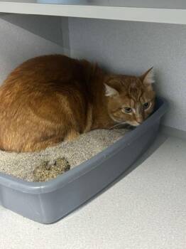 Rescue Domestic Short Hair Cats for Adoption in De Soto, Iowa - Barak | PetCurious