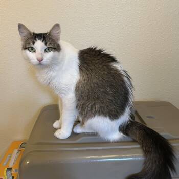 Calico Cats Available for Adoption - Jenna Girl | PetCurious