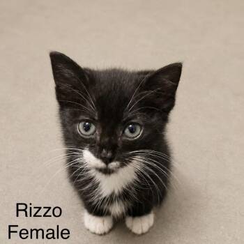 Rizzo -  Domestic Short Hair Cat for Adoption in Austin, Texas - Rizzo | PetCurious