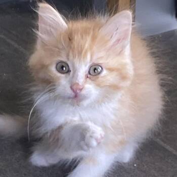 Churro -  Domestic Medium Hair Cat for Adoption in Wadena, Minnesota - Churro | PetCurious