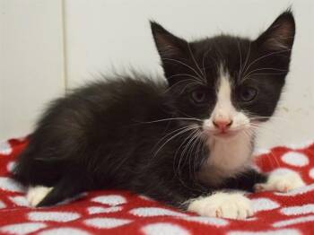 LENNY -  Domestic Short Hair Cat for Adoption in Sacramento, California - LENNY | PetCurious