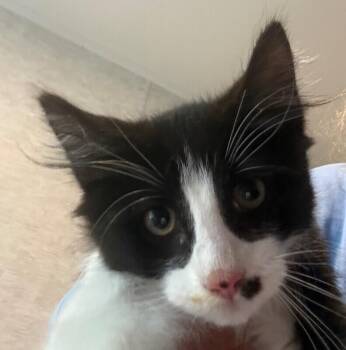 Levi -  Domestic Short Hair Cat Available for Adoption in New York, New York - Levi | PetCurious