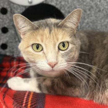 Faith -  Domestic Short Hair Cat for Adoption in Salt Lake City, Utah - Faith | PetCurious