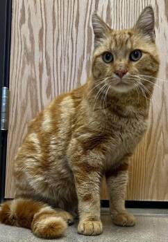 Morris -  Tabby Cat for Adoption in Sandusky, Michigan - Morris | PetCurious