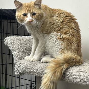 Tabby Cats Available for Adoption in Medford, Massachusetts - Ralph | PetCurious