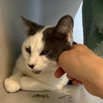 Aisle 9 -  Domestic Short Hair Cat for Adoption in Pittsburgh, Pennsylvania - Aisle 9 | PetCurious