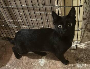 Flora -  American Shorthair Cat for Adoption in Winnipeg, Manitoba - Flora | PetCurious