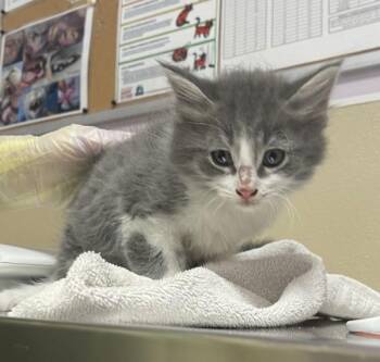 Domestic Medium Hair Cats Available for Adoption in Vancouver, Washington - Frossen | PetCurious