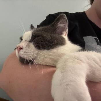 Grinkee -  Domestic Short Hair Cat for Adoption in Hutchinson, Minnesota - Grinkee | PetCurious