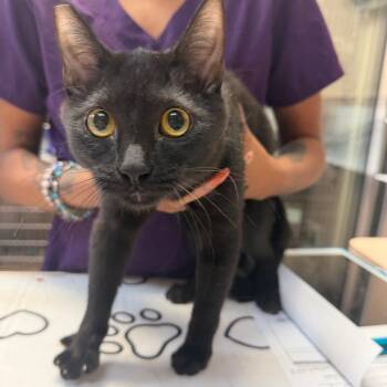 Lavinia -  Domestic Short Hair Cat for Adoption in Las Vegas, Nevada - Lavinia | PetCurious