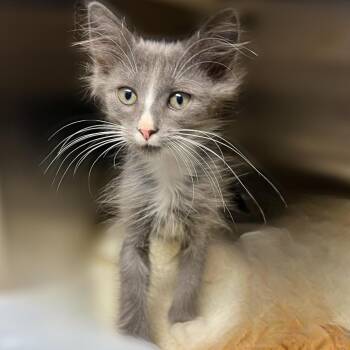 Domestic Short Hair Cats Available for Adoption in Springfield, Illinois - Jiff | PetCurious