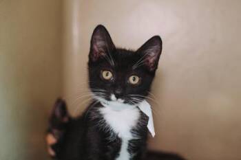 04379B Fred -  Domestic Short Hair Cat for Adoption in North Charleston, South Carolina - 04379B Fred | PetCurious
