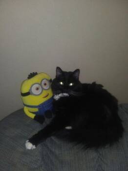Leonard -  Domestic Short Hair Cat for Adoption in St. Cloud, Minnesota - Leonard | PetCurious