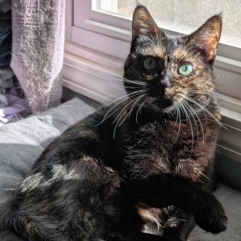 Rescue Domestic Short Hair Cats for Adoption in Lee