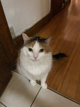 Rescue Domestic Medium Hair and Domestic Short Hair Cats for Adoption in Montreal, Quebec - Arabica (Ruby) | PetCurious