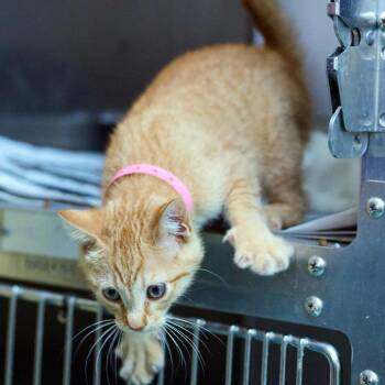 Daisies -  Domestic Short Hair Cat for Adoption in Memphis, Tennessee - Daisies | PetCurious