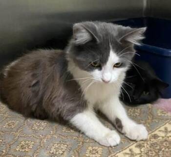 Terri -  Domestic Short Hair Cat for Adoption in Hobart, Indiana - Terri | PetCurious