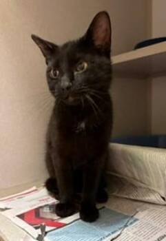Merlot -  Domestic Short Hair Cat Available for Adoption in Mason City, Iowa - Merlot | PetCurious