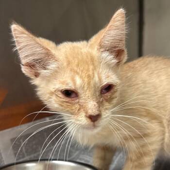 James -  Domestic Short Hair Cat for Adoption in Jacksonville, Arkansas - James | PetCurious