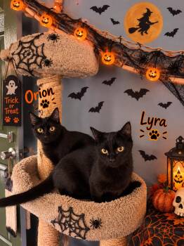 Orion & Lyra -  Domestic Short Hair Cat for Adoption in Barton, Vermont - Orion & Lyra | PetCurious