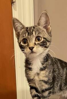 Rescue Domestic Short Hair Cats for Adoption in Woodland Park, New Jersey - Pint (LE) | PetCurious