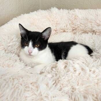 Rescue Domestic Short Hair Cats for Adoption in Medford, Oregon - Rosalina | PetCurious