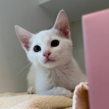 Balius -  Domestic Short Hair Cat for Adoption in Greensboro, North Carolina - Balius | PetCurious