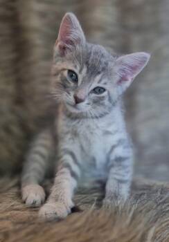 Goose (A REAL Character) -  Tabby Cat for Adoption in Ypsilanti, Michigan - Goose (A REAL Character) | PetCurious