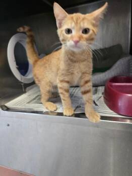 Gustavo -  Domestic Short Hair Cat for Adoption in Cortland, New York - Gustavo | PetCurious