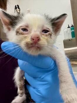 Rescue Domestic Short Hair Cats for Adoption in Baytown, Texas - DORIAN | PetCurious